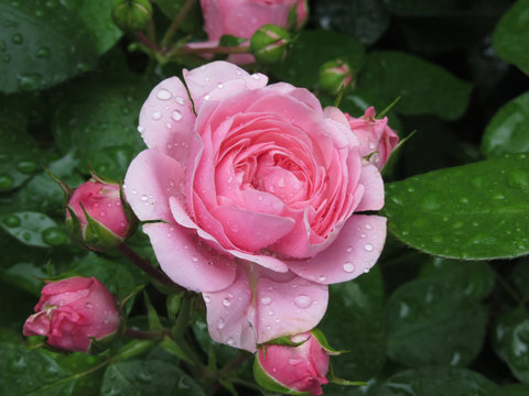 Pink rose flowers with water droplets in spring