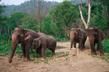 Obraz premium Asia elephants in Chiangmai,Thailand
