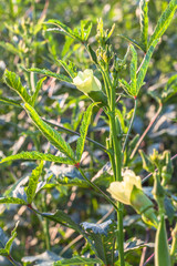  flower of Roselle eating pods