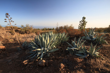 Landscape with Aloe vera plant in Tenerife, Canary Islands, Spain