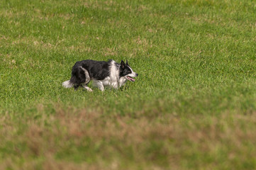 Obraz premium Stock Dog Stalks Right