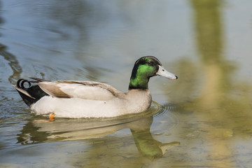 Canards et foulques - Lac Saint André - Savoie.
