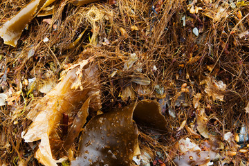 Algae on the shore of the North Atlantic Ocean