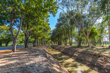 Pink Trumpet flower tree