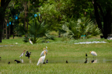 Birds foraging walk.