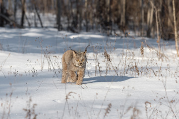 Fototapeta premium Canadian Lynx (Lynx canadensis) Walks Forward Through Snow