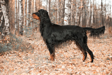 Gordon Setter hunting dog standing in the front in the autumn forest