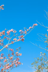 Pink Trumpet flower tree