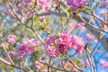 Pink Trumpet flower tree
