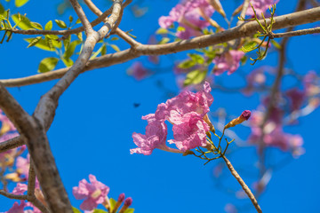 Pink Trumpet flower tree