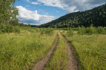 Obraz premium Ścieżka wśród małych sosen na Uralu