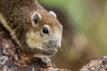Brown squirrel on the tree inside the park