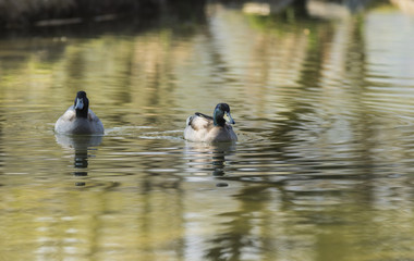 Canards et foulques - Lac Saint André - Savoie.