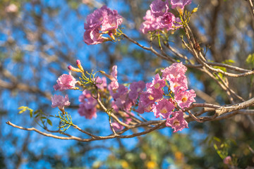 Pink Trumpet flower tree
