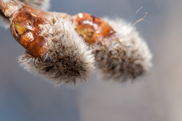 Fototapeta premium leaf-pods