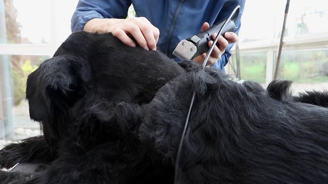 Side view of grooming the Giant Black Schnauzer dog. The dog is lying on the table and the camera is moving along a dog. Footage is showing the difference between old and revised hair. 