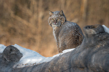 Bobcat (Lynx rufus) Sits on Log