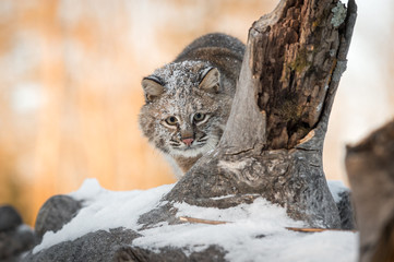 Bobcat (Lynx rufus) Stalks