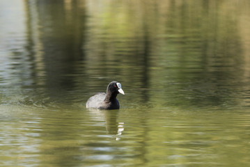 Canards et foulques - Lac Saint André - Savoie.