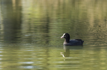 Canards et foulques - Lac Saint André - Savoie.