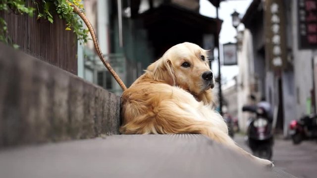 Golden Retriever lying down steps looking at pedestrians in a ancient town