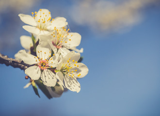 Fototapeta na wymiar wiosenne tło z kwitnącymi drzewami
