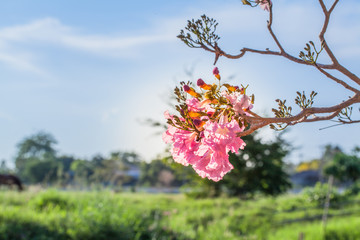 Pink Trumpet flower tree
