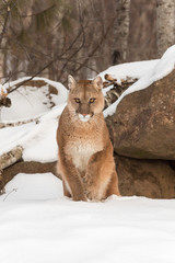 Adult Female Cougar (Puma concolor) Lifts Paw From Snow