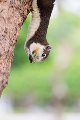 Brown squirrel on the tree inside the park