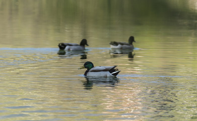 Canards et foulques - Lac Saint André - Savoie.