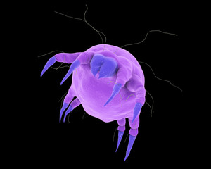 Dust mite Dermatophagoides which lives in dust and furniture and whose excrements cause allergic reaction and asthma, 3D illustration