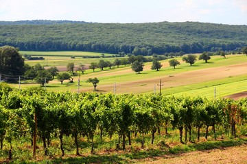 Fototapeta na wymiar Summer vineyard landscape