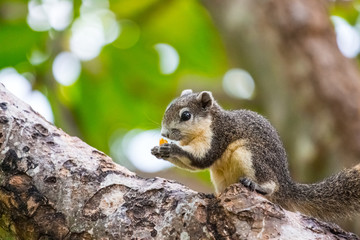 Naklejka na ściany i meble Brown squirrel on the tree inside the park
