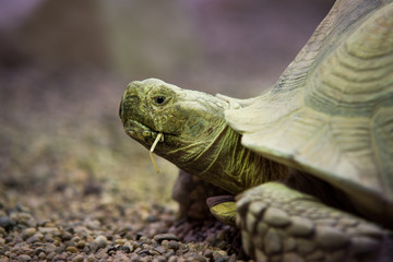 Obraz premium close up on Giant tortoise (Megalochelys gigantea).