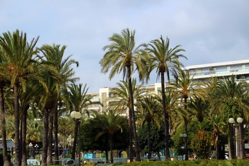 Fototapeta premium Palm trees in cannes
