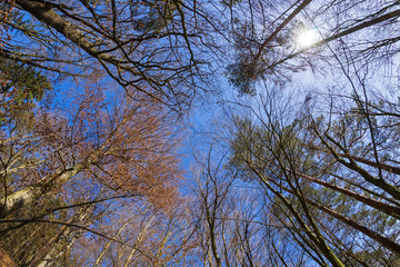 Obraz premium Frühlingslandschaft in Oberösterreich