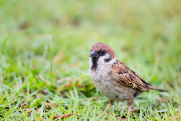 brown warbler bird on the grass finding food