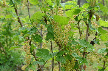 Johannisbeere, Ribisel, Strauch