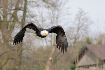 Weißkopfseeadler