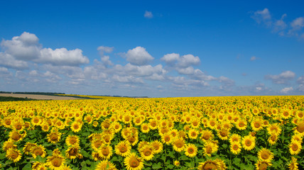 field of blooming sunflowers