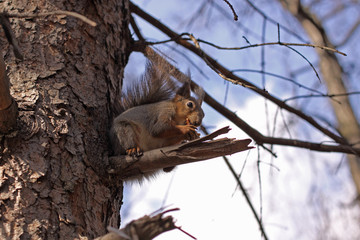 The squirrel eats nut on a tree