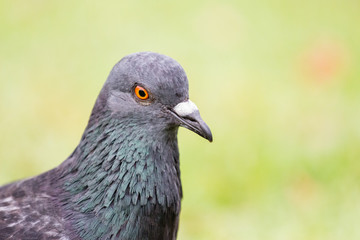 Pigeon on the grass field