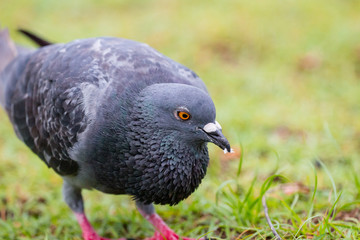 Pigeon on the grass field