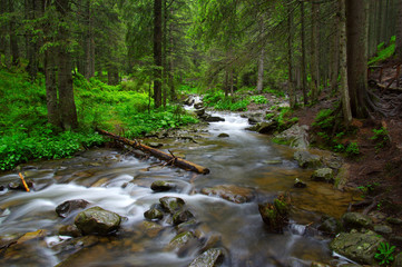 Obraz premium River in the woods