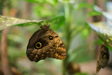 close up on Owl Butterfly (Caligo Memnon)