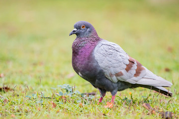 Pigeon on the grass field