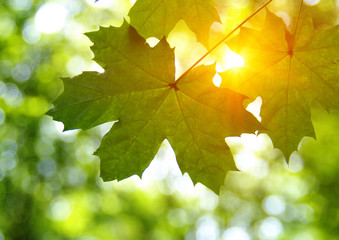 Green leaves and sun