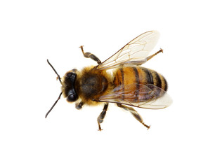 Bee on the white