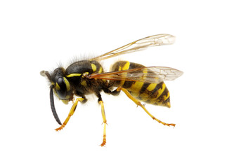 wasp isolated on white