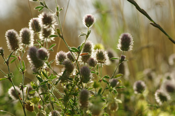 Fototapeta premium Summer flowering grass